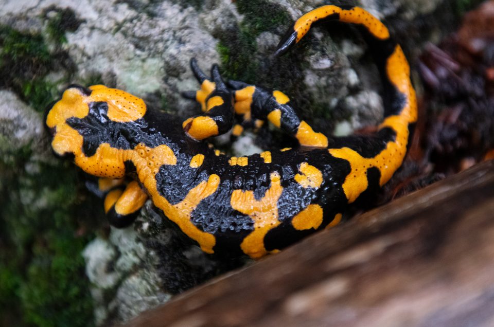 La fragile presenza della salamandra pezzata tra i boschi dell’Appennino