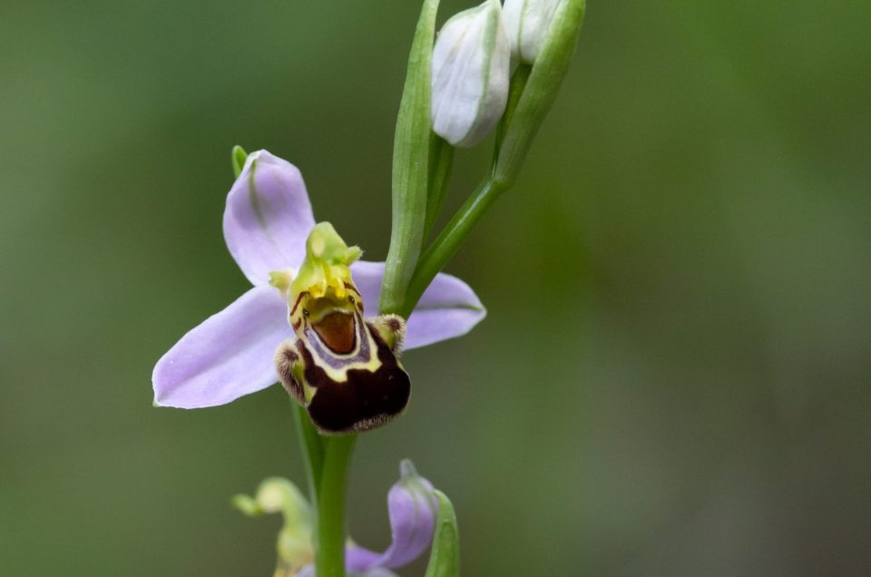 Le orchidee ed i loro ibridi, alla ricerca del profumo perfetto