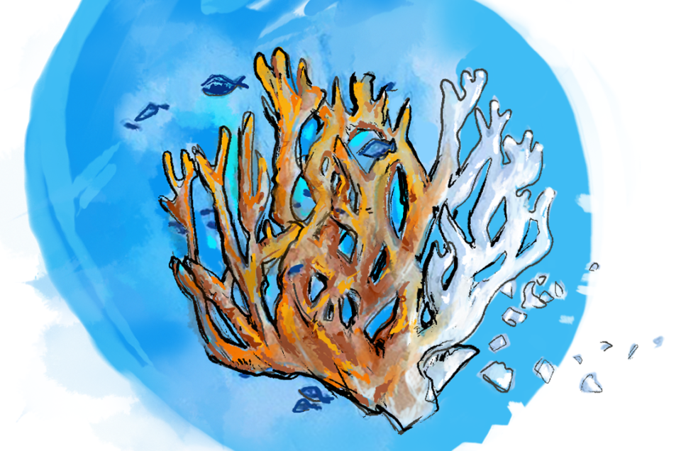 La morte bianca: il fenomeno dello sbiancamento dei coralli